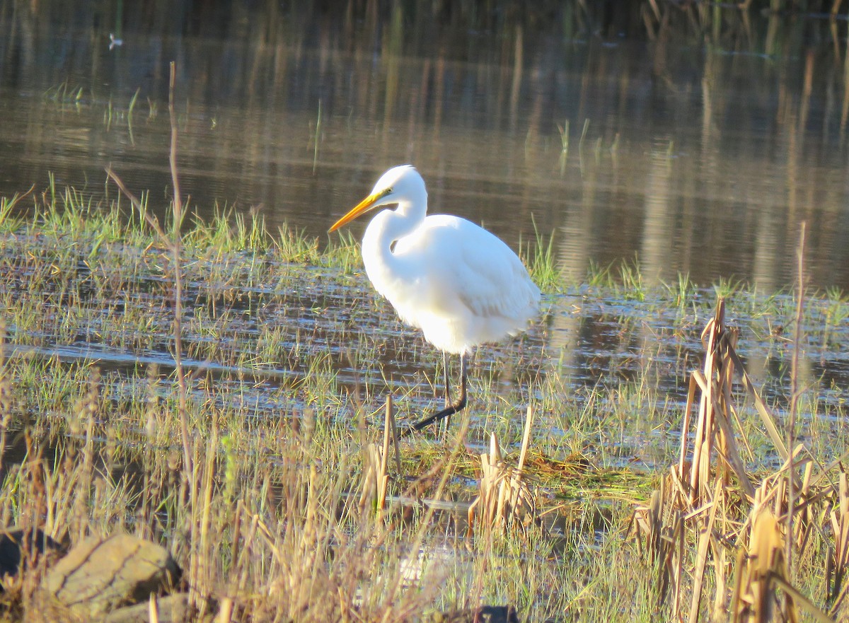 Great Egret (alba) - ML645963708