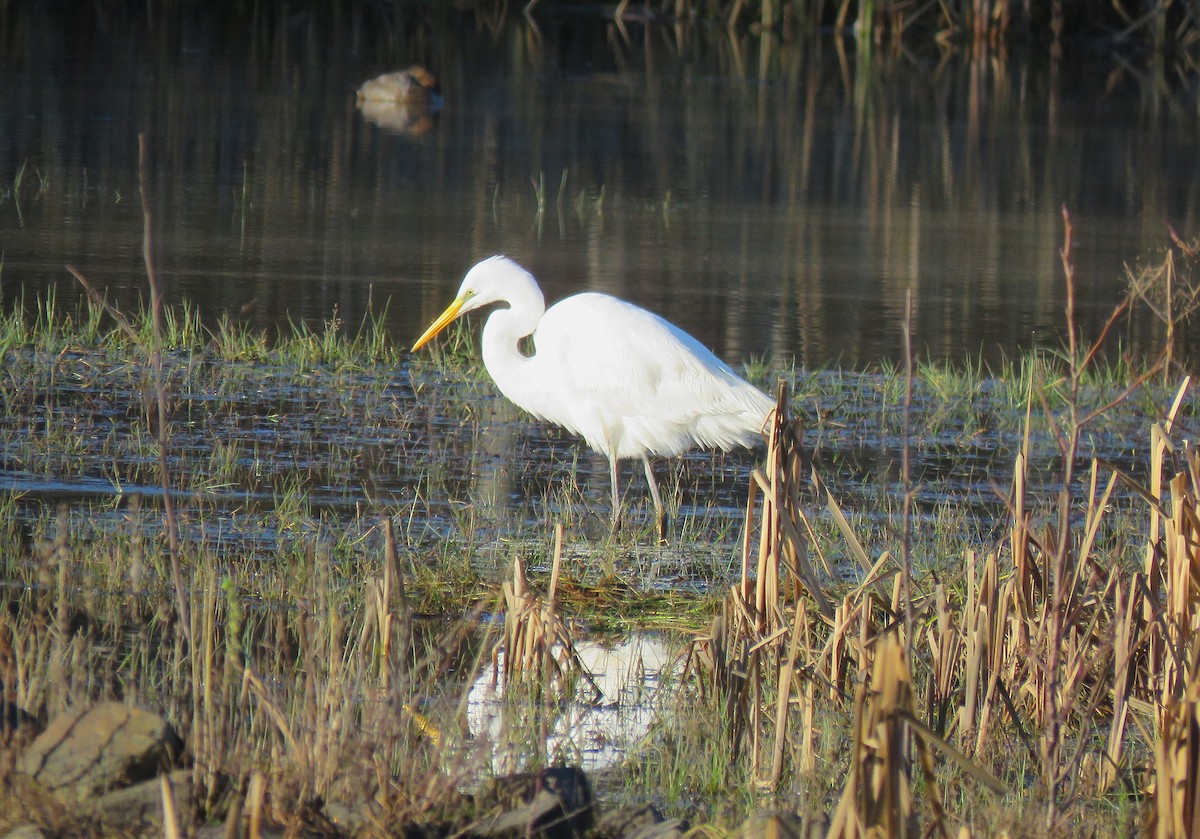 Great Egret (alba) - ML645963709
