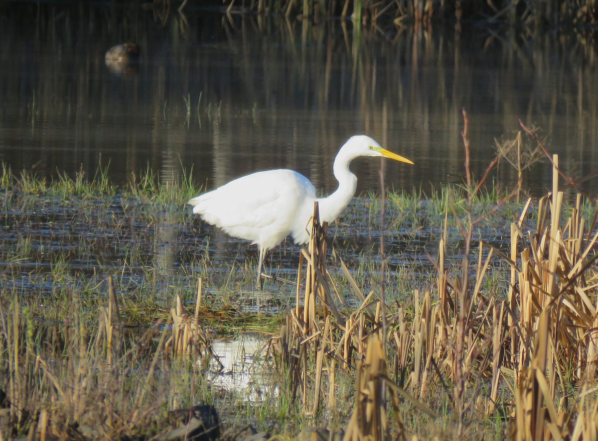 Great Egret (alba) - ML645963710