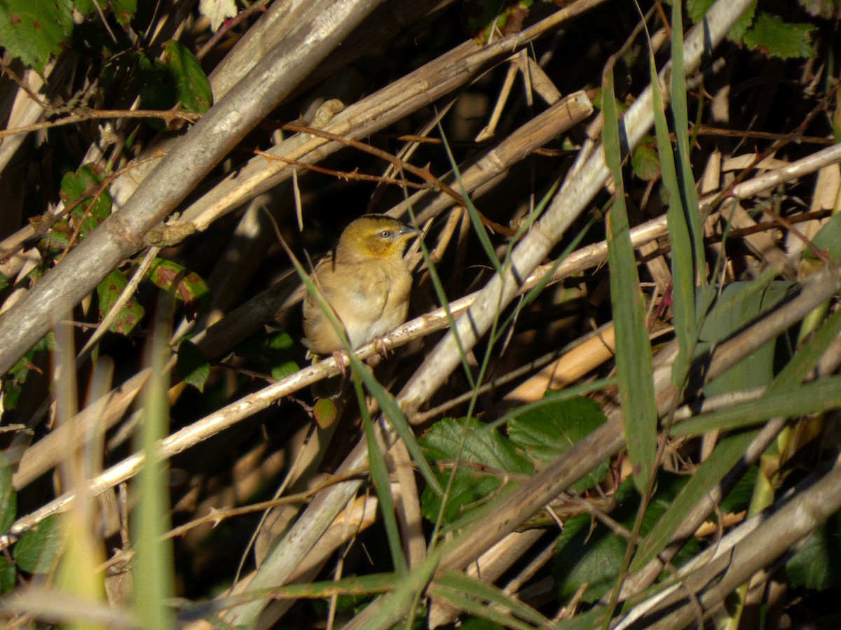 Black-headed Weaver - ML645963739