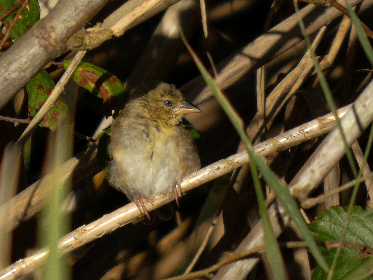 Black-headed Weaver - ML645963740