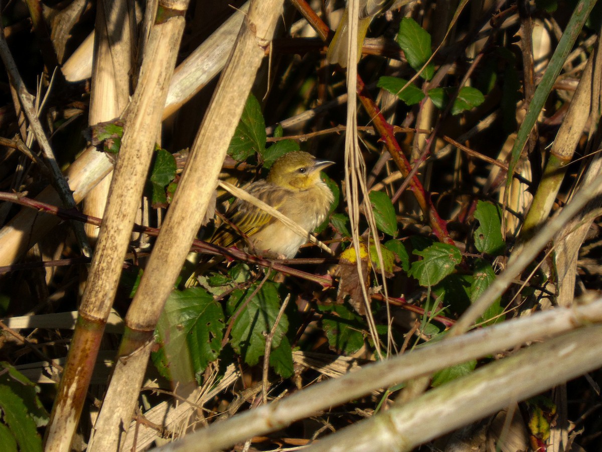 Black-headed Weaver - ML645963741