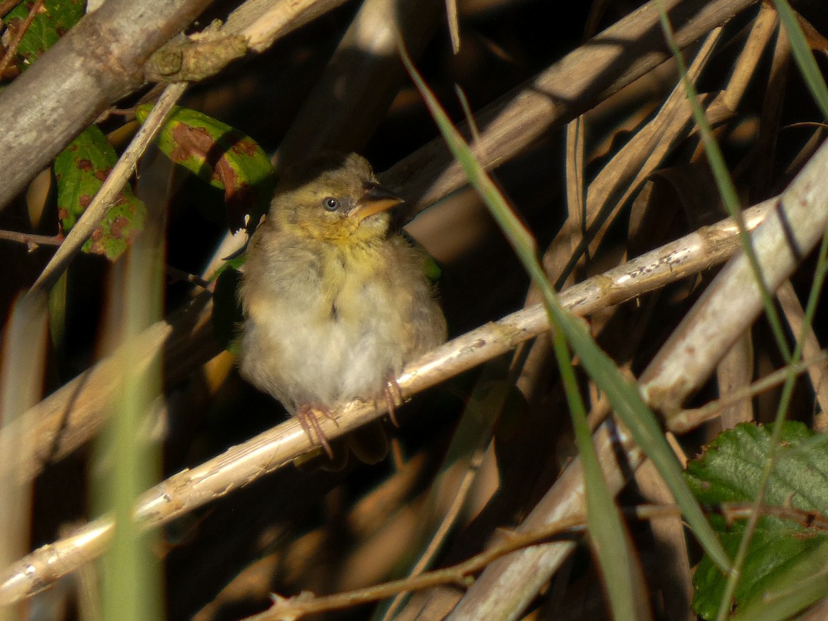 Black-headed Weaver - ML645963742