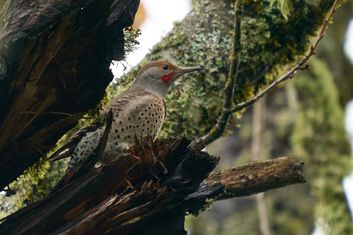 Northern Flicker (Red-shafted) - ML645963744