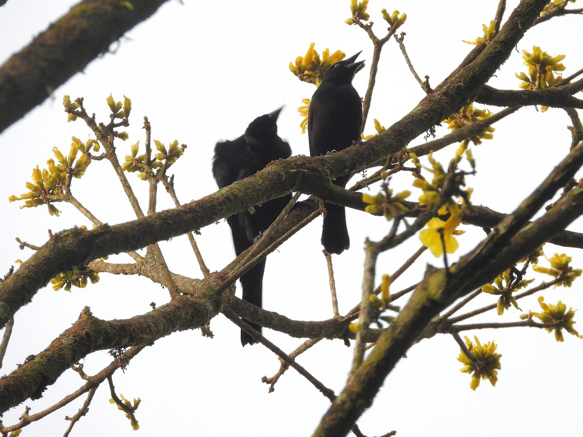 Giant Cowbird - ML645963746