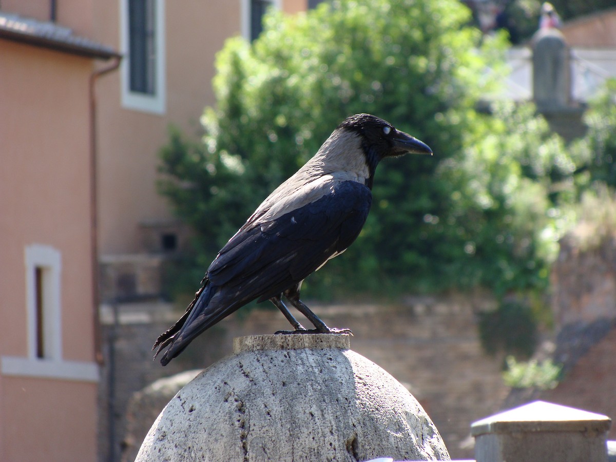 Bele txanoduna - ML645963748