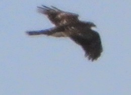 Cooper's Hawk - ML645963749