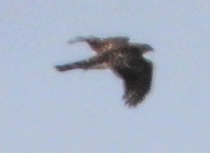 Cooper's Hawk - ML645963750