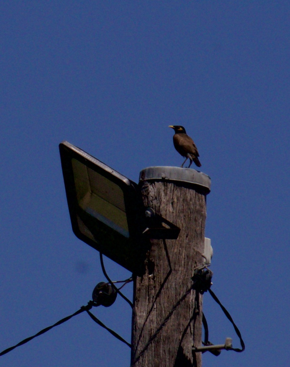 Hartxori tristea - ML645963751