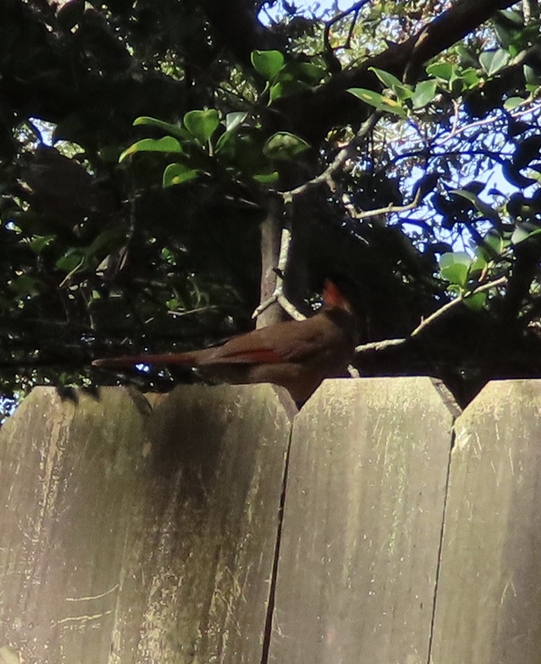 Kardinal arrunta - ML645963752