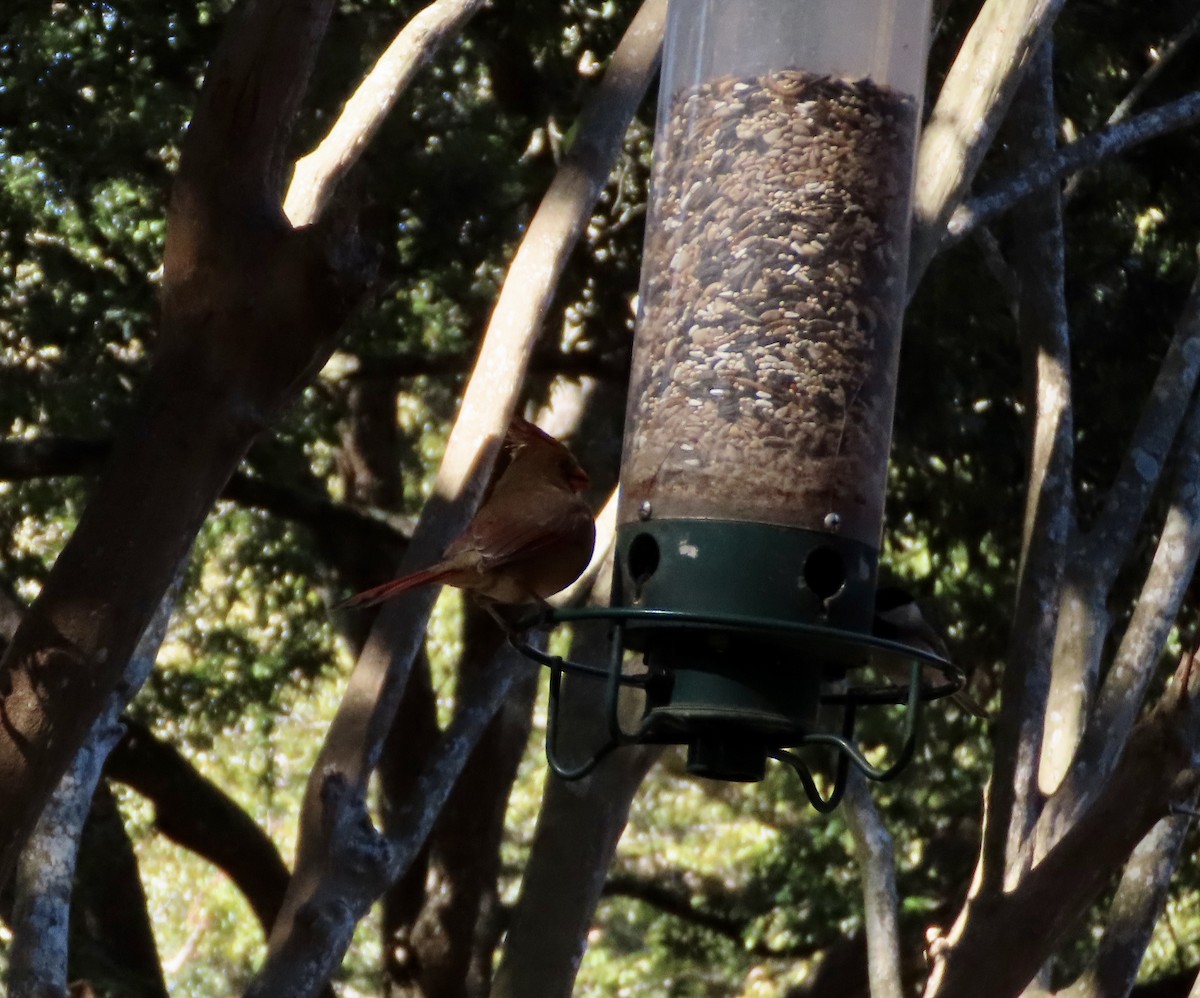 Kardinal arrunta - ML645963753