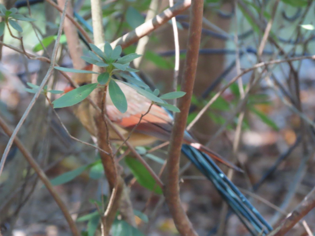 Kardinal arrunta - ML645963755