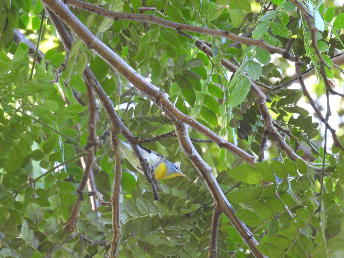 Northern Parula - ML645963756