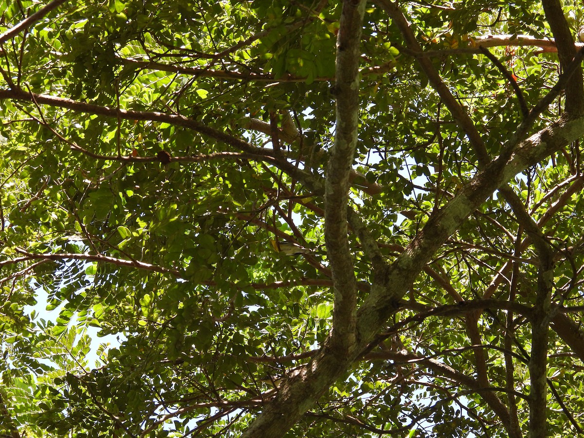 Northern Parula - ML645963757