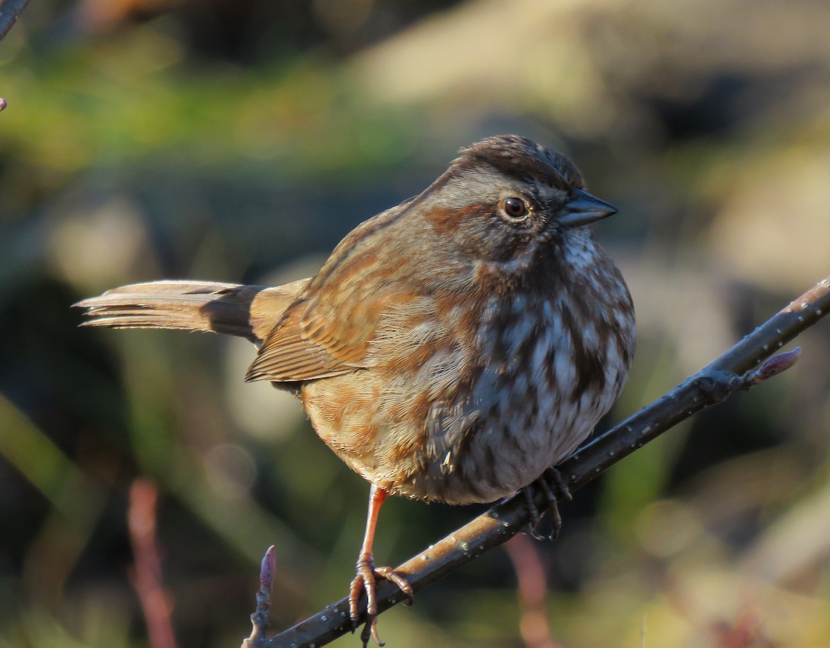 Song Sparrow - ML645963760