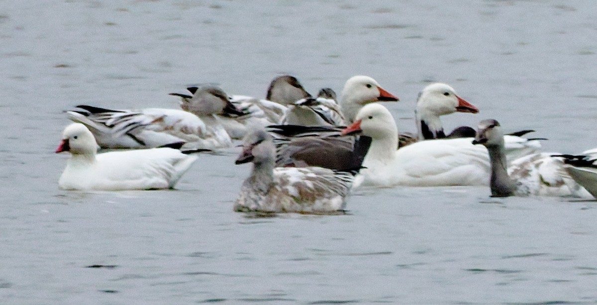 Ross antzara - ML645963761