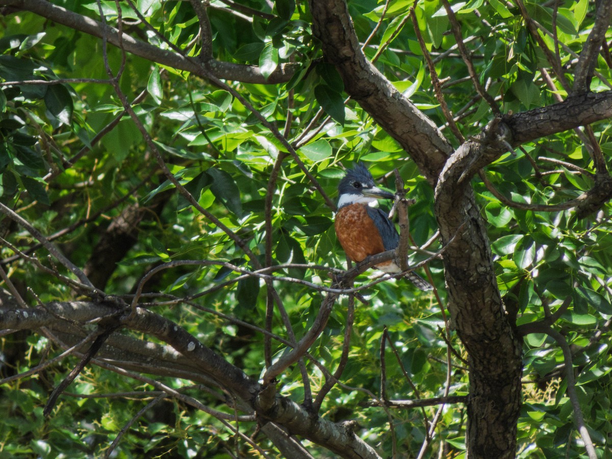 Ringed Kingfisher - ML645963762