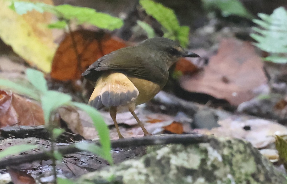 Buff-rumped Warbler - ML645963764