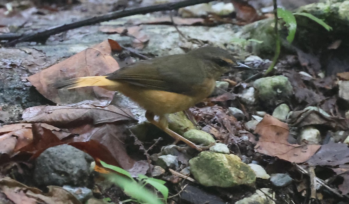 Buff-rumped Warbler - ML645963766