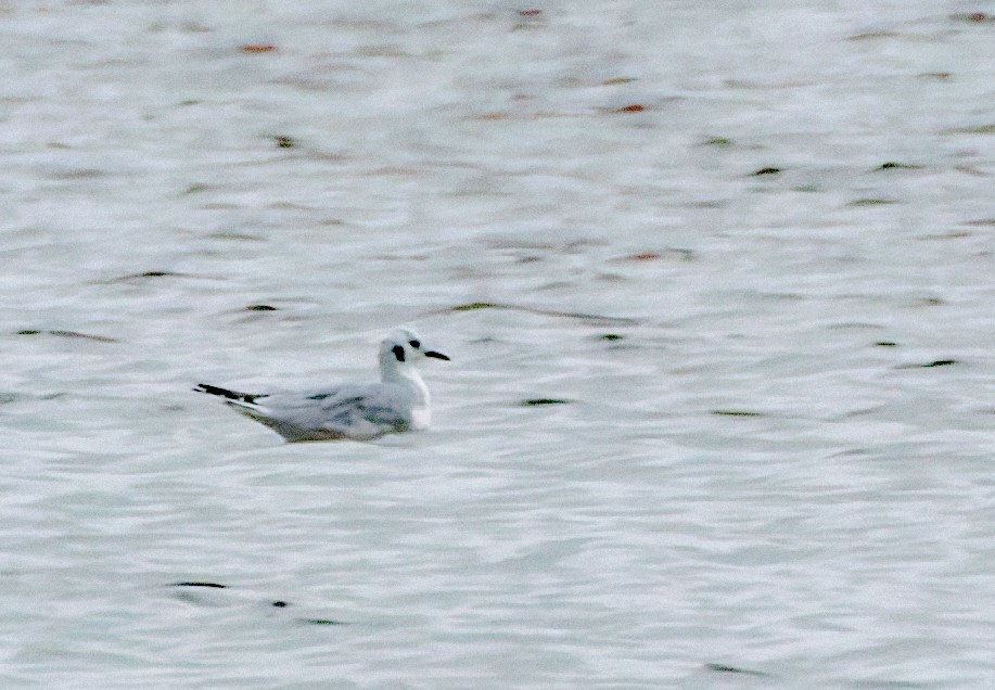 Bonaparte antxeta - ML645963769