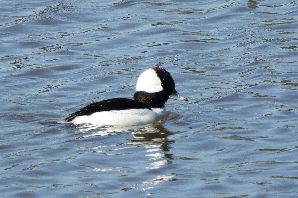 Murgilari buruzuria - ML645963770