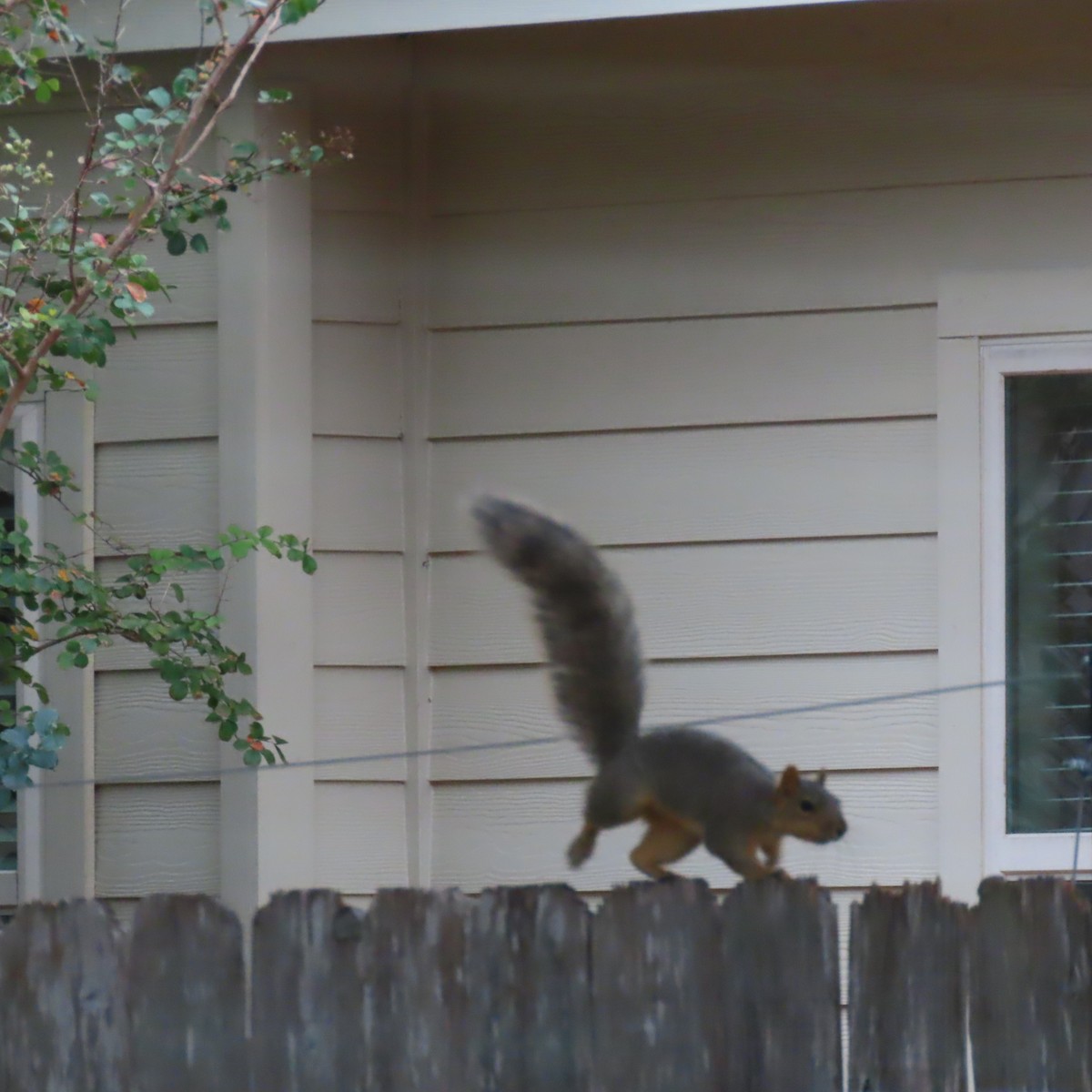 Animals - ML645963771