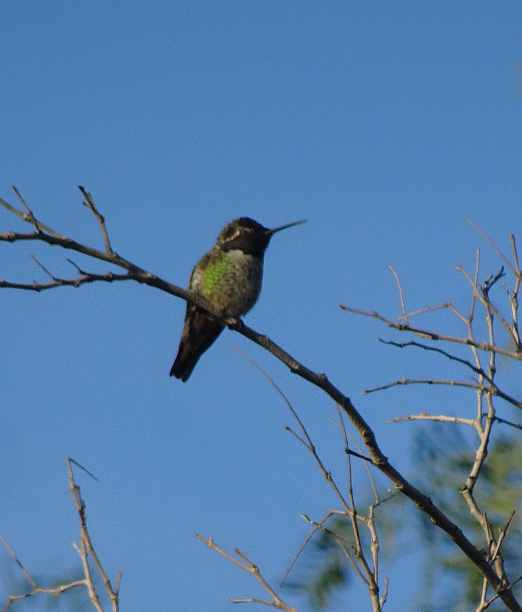 Anna's Hummingbird - ML645963772