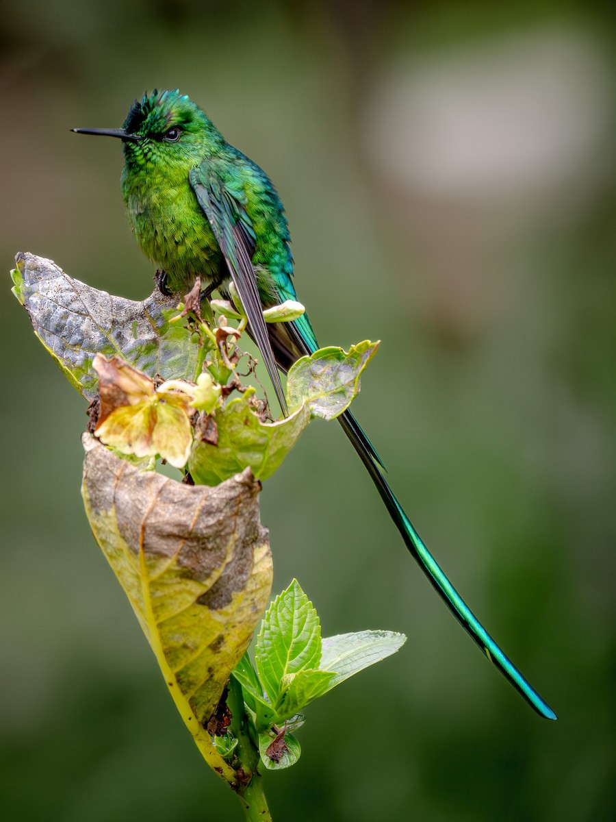 Long-tailed Sylph - ML645963786