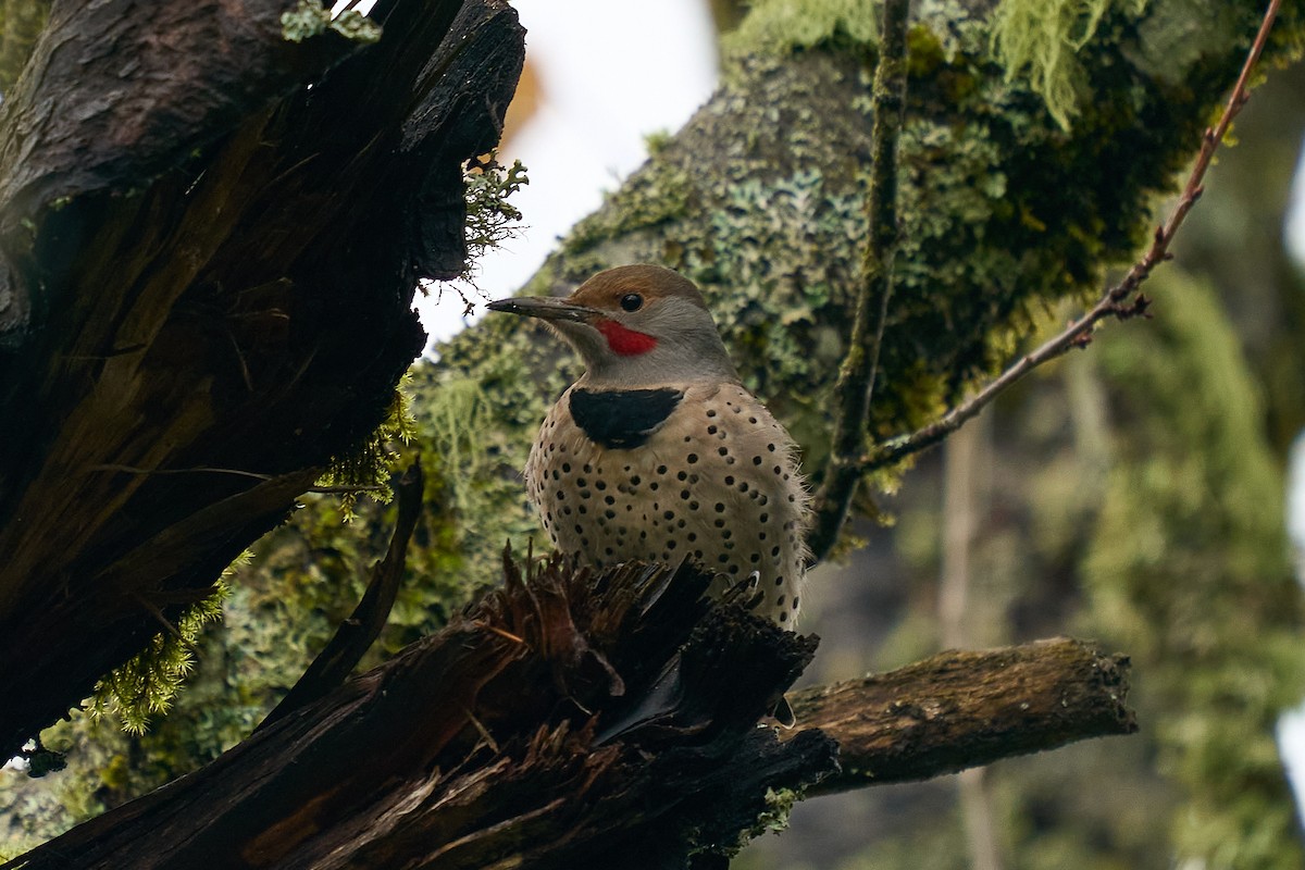Northern Flicker (Red-shafted) - ML645963788