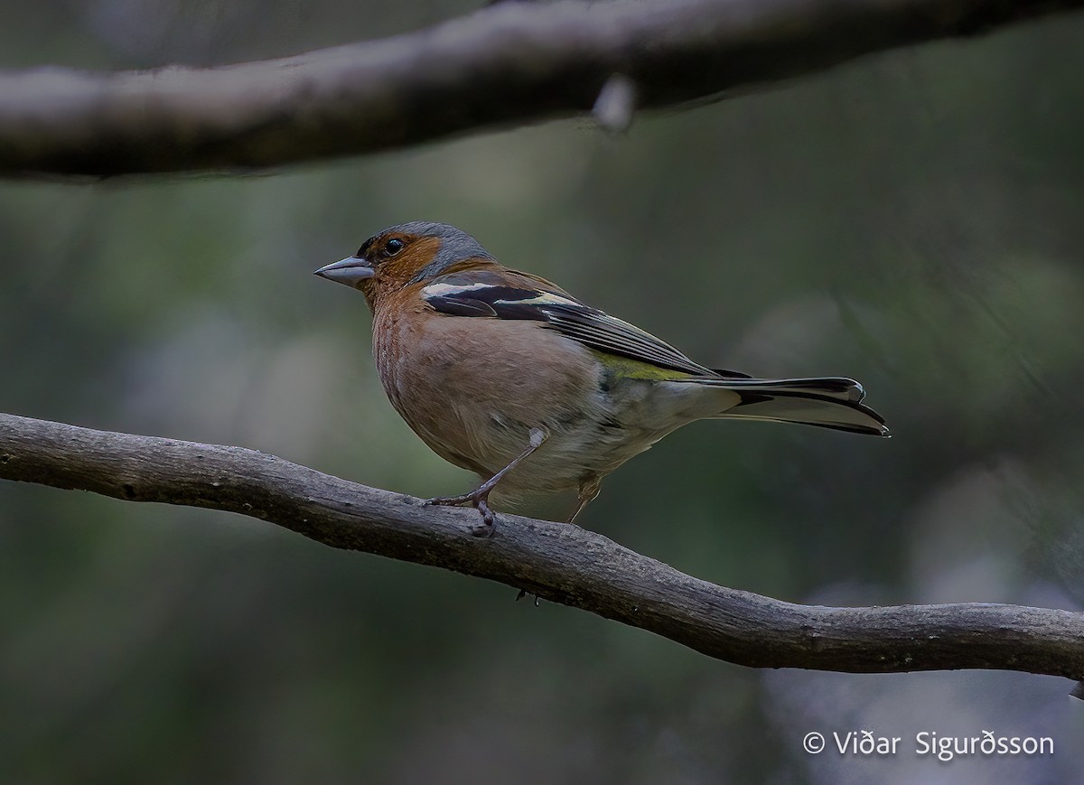 Common Chaffinch - ML645963792