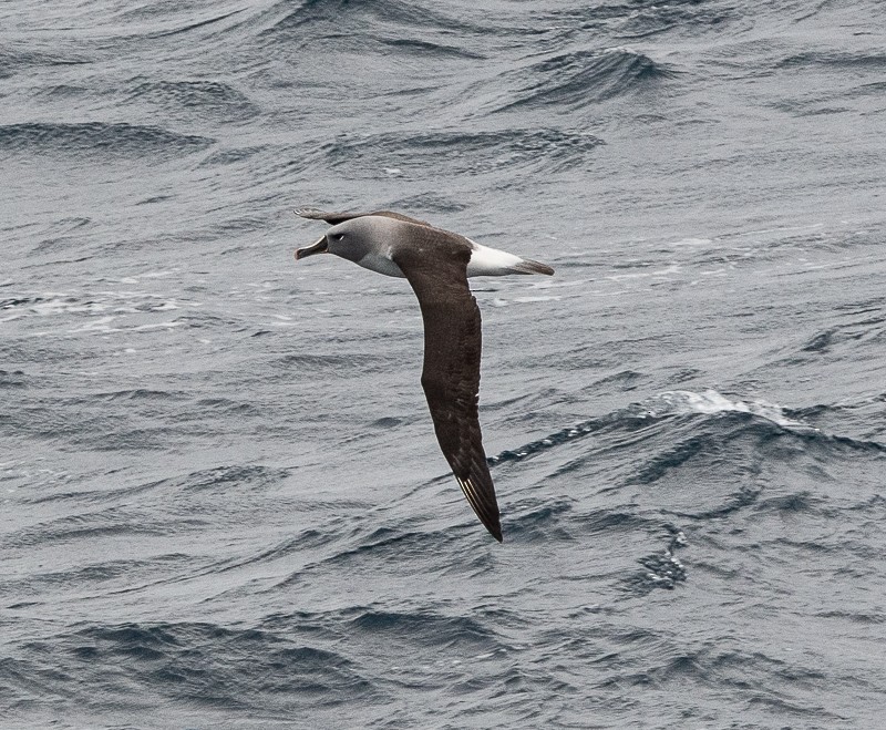 Gray-headed Albatross - ML645963793