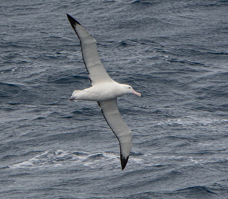 Snowy Albatross - ML645963803
