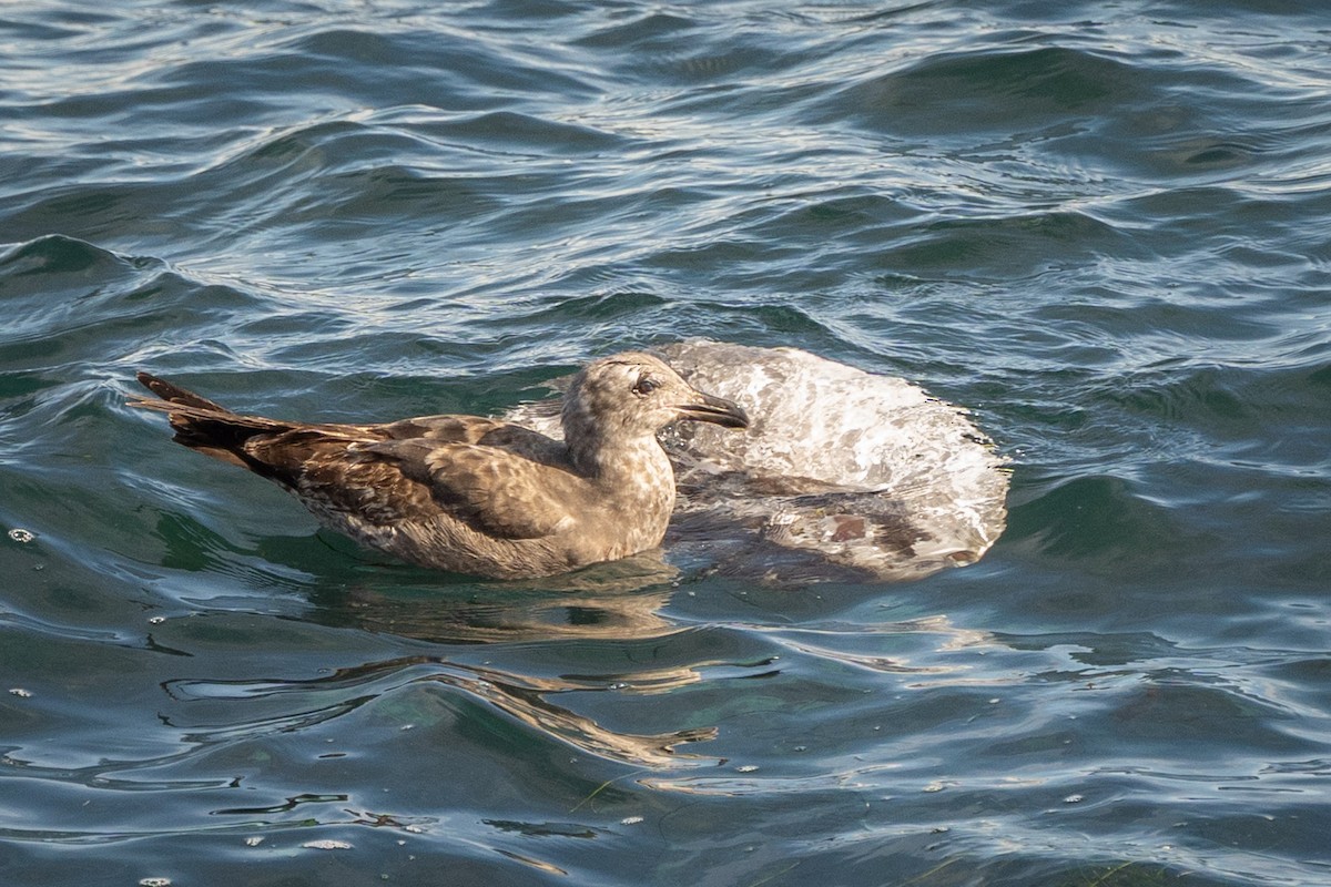 Мартин західний - ML645963805