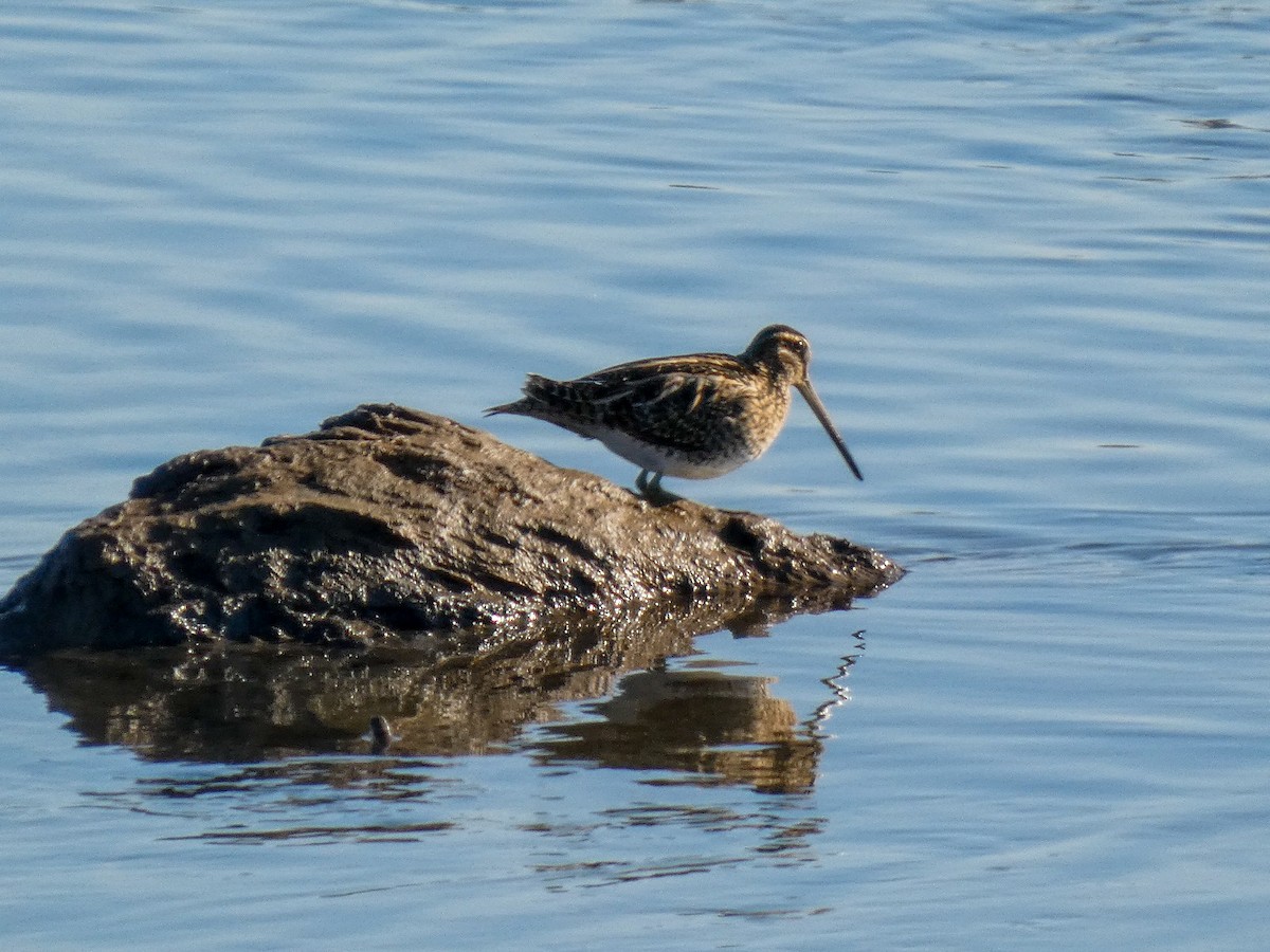 חרטומית ביצות - ML645963806