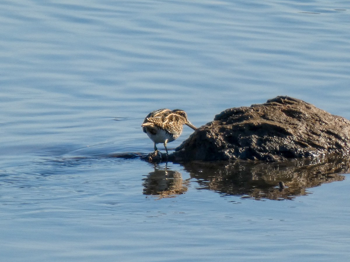 חרטומית ביצות - ML645963807