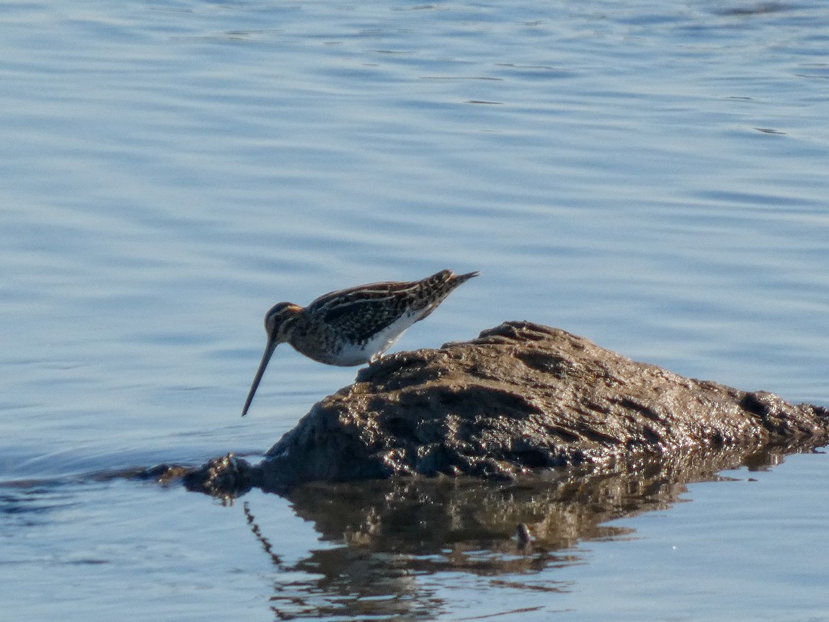 חרטומית ביצות - ML645963808