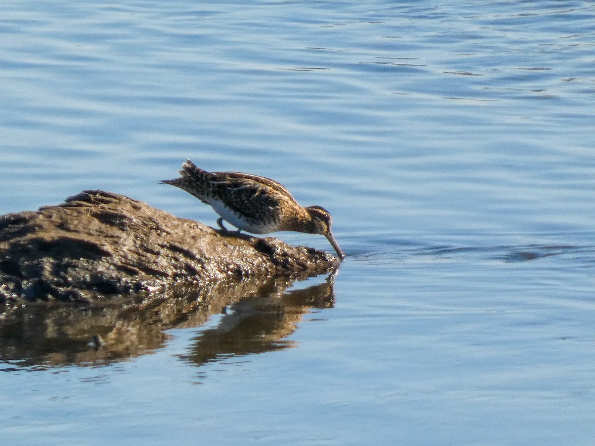 חרטומית ביצות - ML645963809