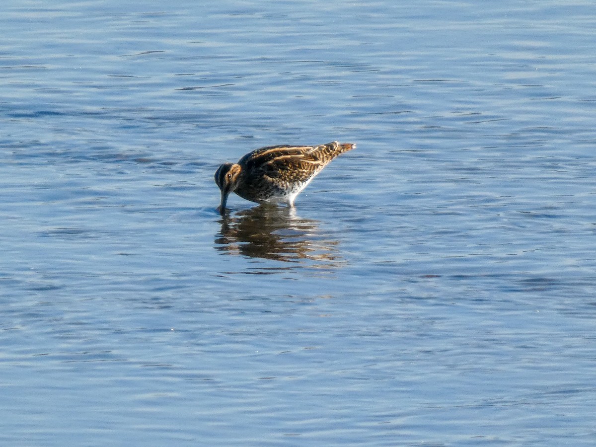 חרטומית ביצות - ML645963810