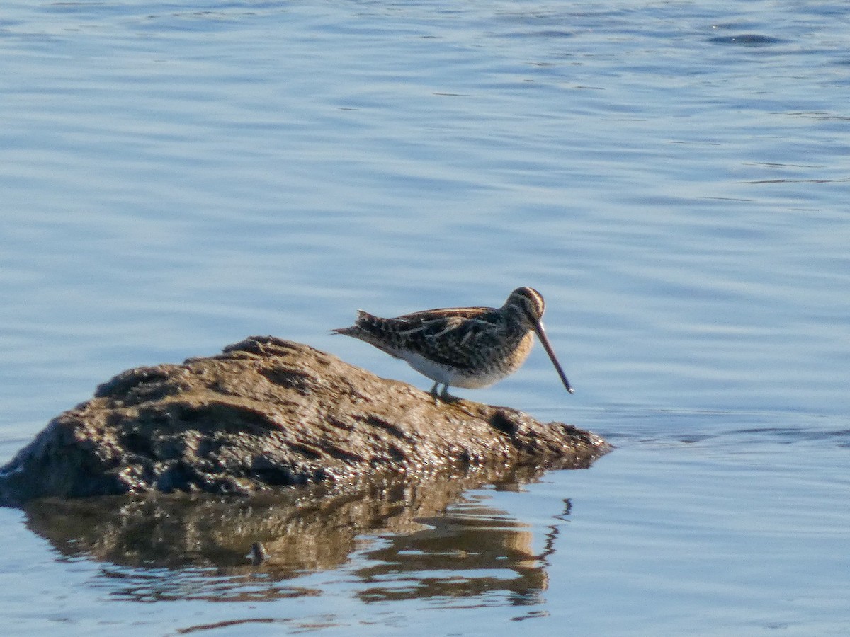 חרטומית ביצות - ML645963811