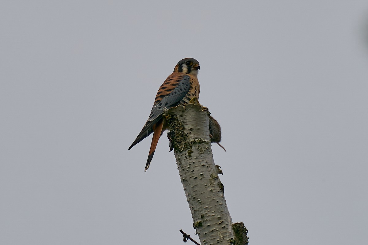 poštolka pestrá - ML645963815