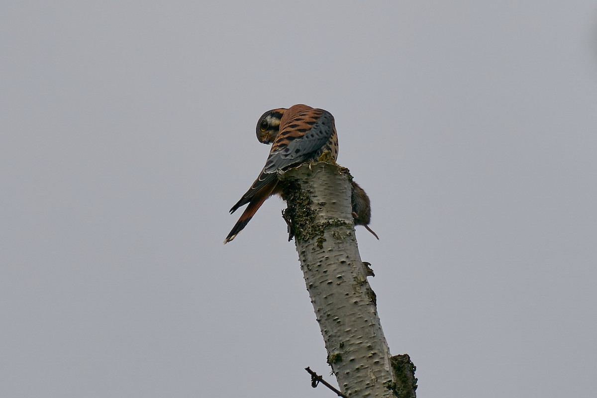 poštolka pestrá - ML645963816