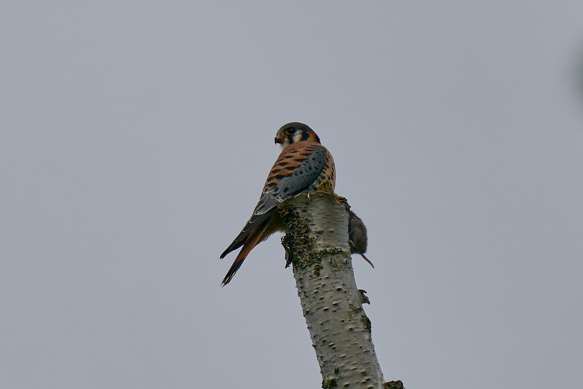 poštolka pestrá - ML645963817