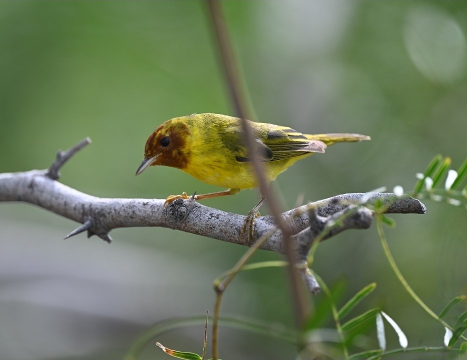 Mangrove Yellow Warbler - ML645963818