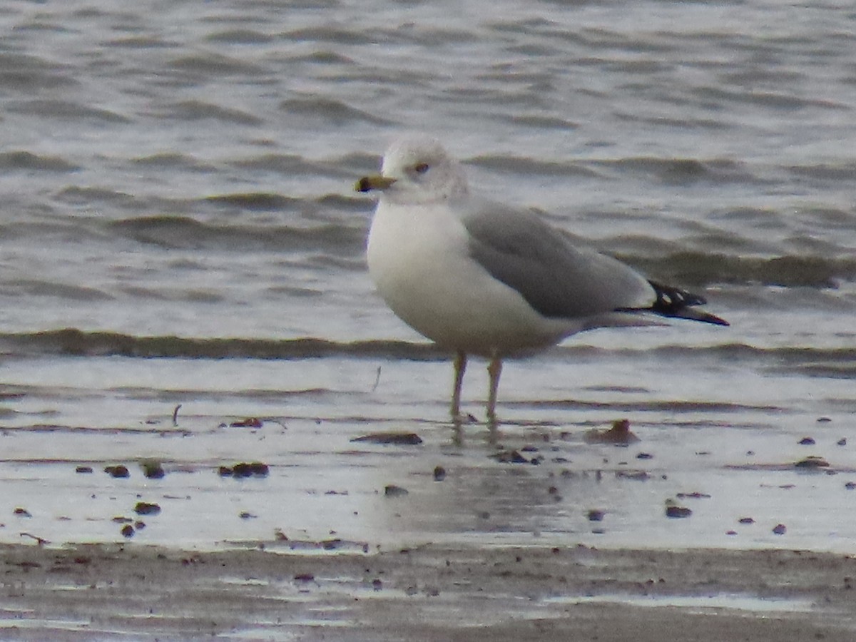 Ring-billed Gull - ML645963820
