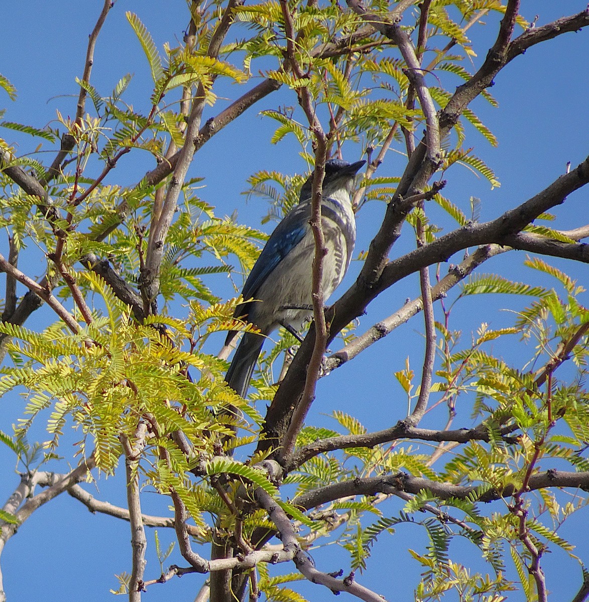 Woodhouse's Scrub-Jay - ML645963821
