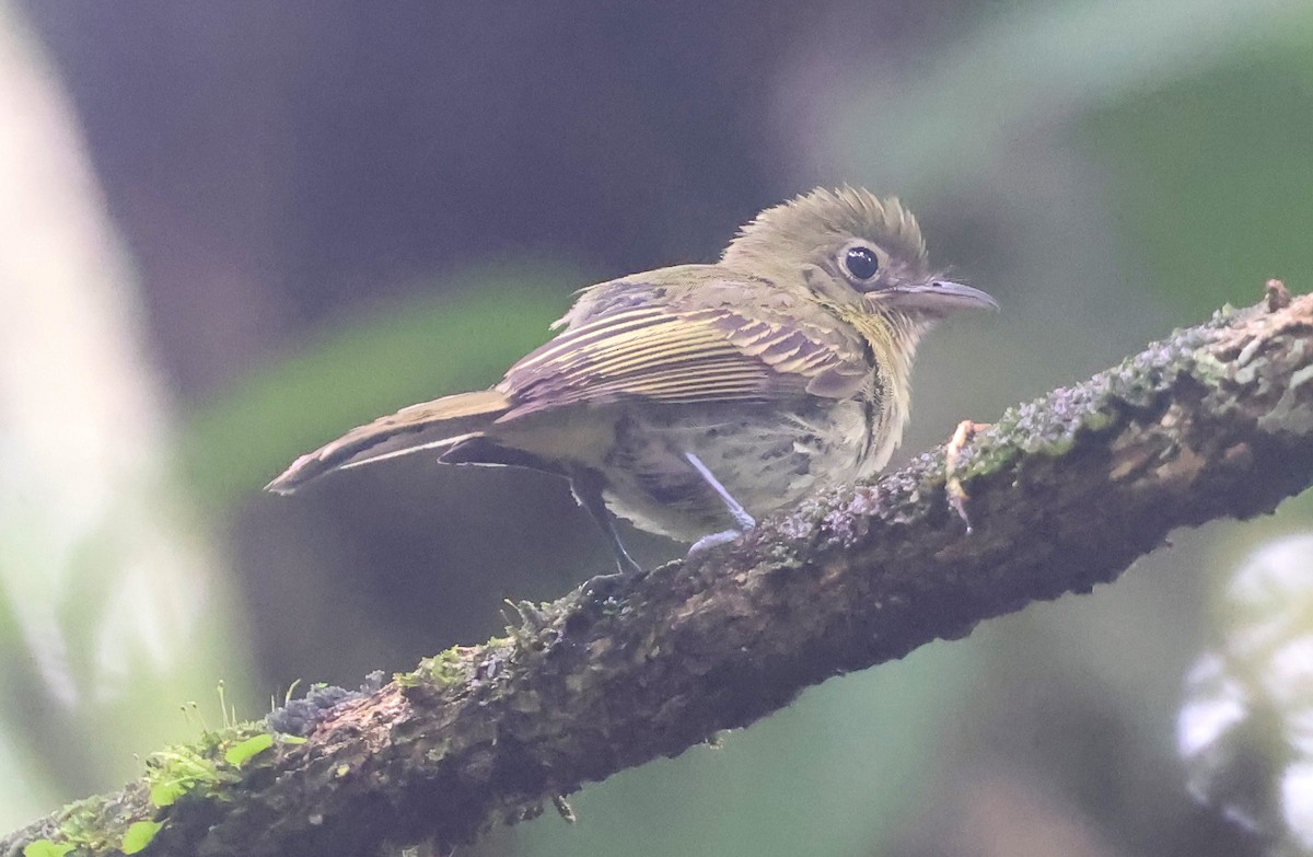 Western Olivaceous Flatbill - ML645963856