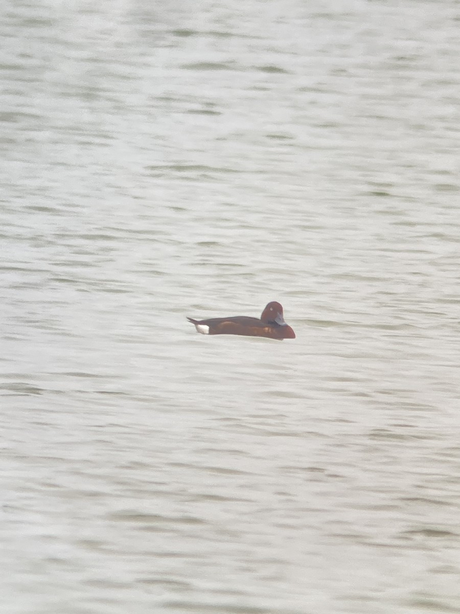 Ferruginous Duck - ML645963857