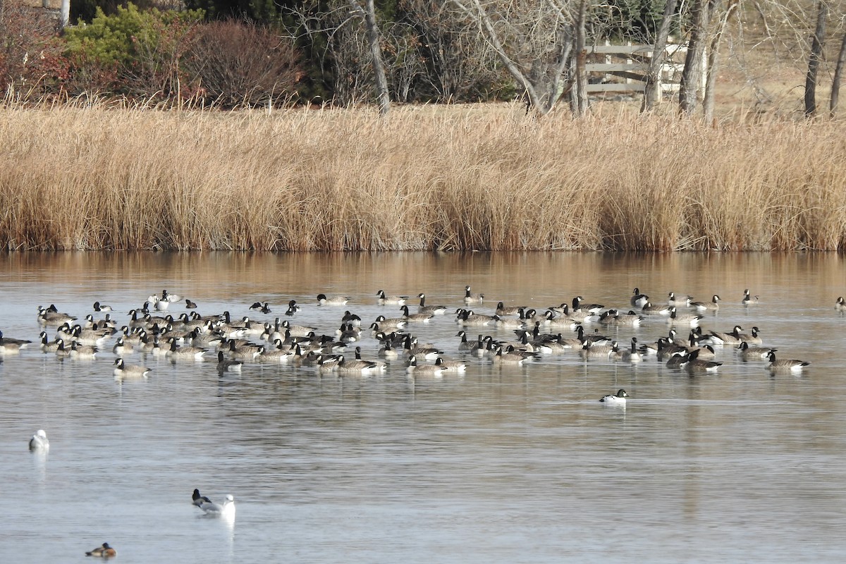 Canada Goose - ML645963860