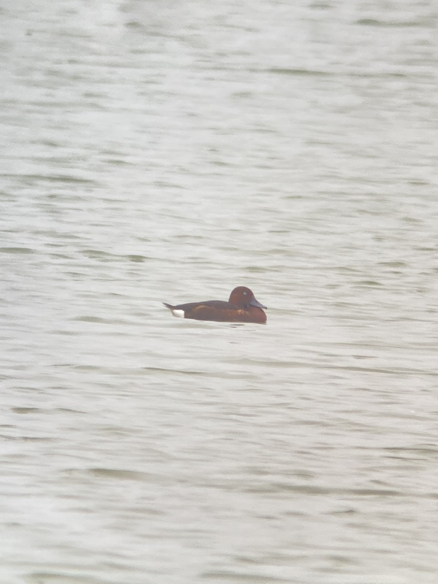 Ferruginous Duck - ML645963861
