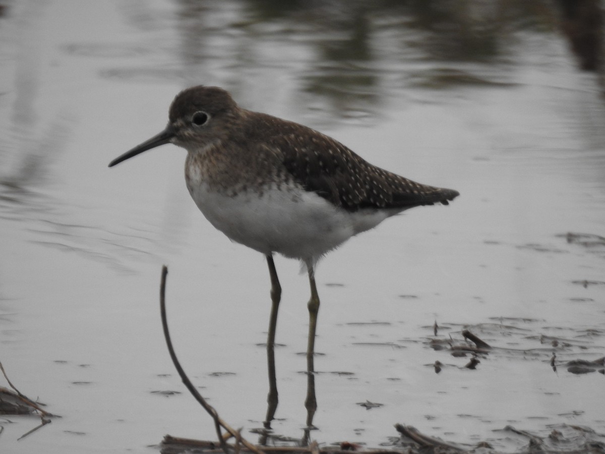 Solitary Sandpiper - ML645963862